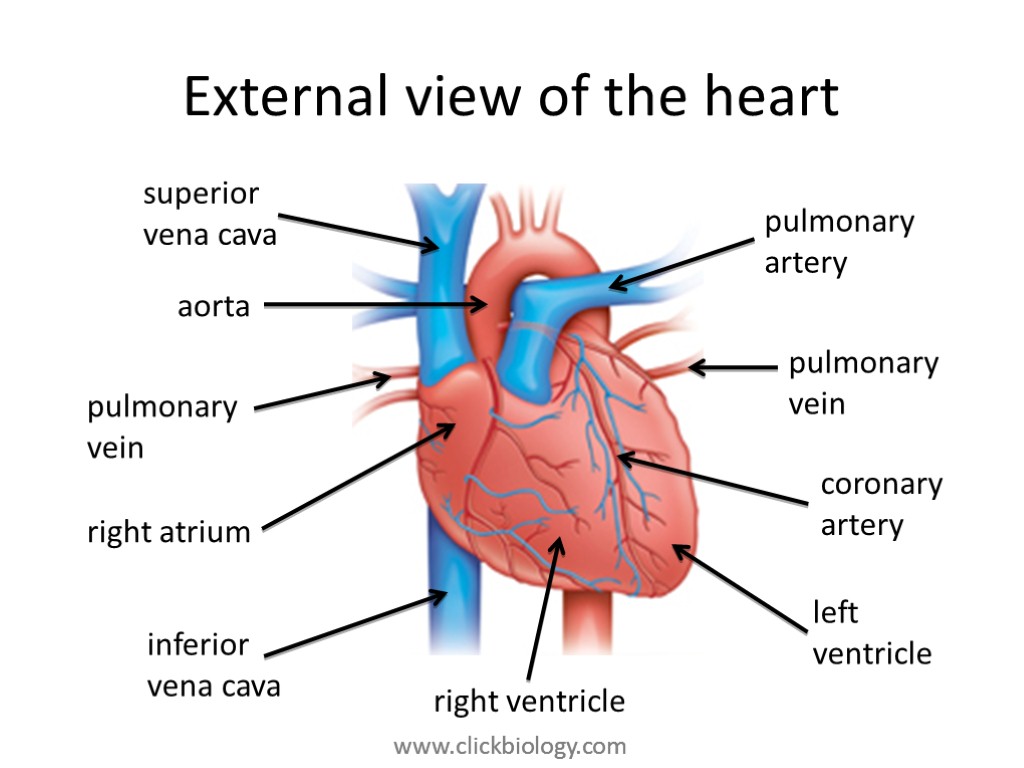 External view of the heart pulmonary artery pulmonary vein coronary artery left ventricle right